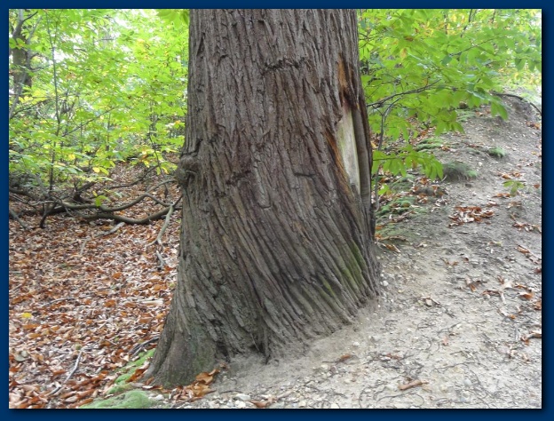 600x449 pixels (186K)